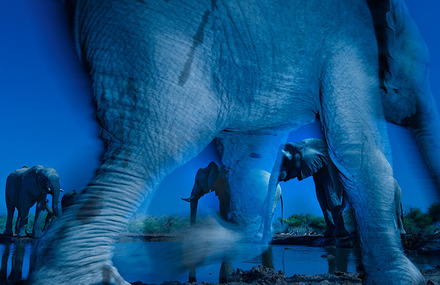 Wildlife Photographer of the Year 2013