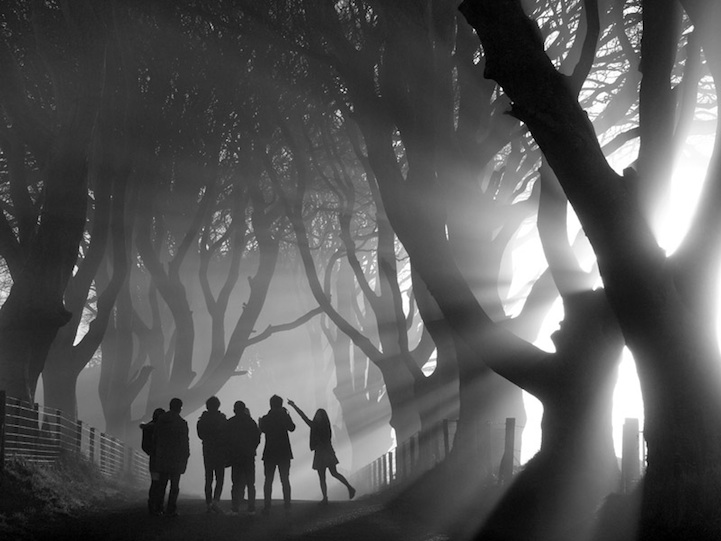 Mystical Morning, The Dark Hedges, County Antrim, Northern Ireland