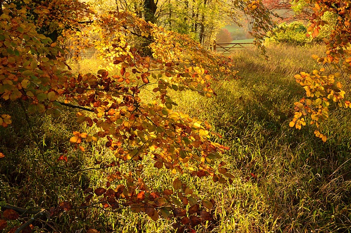 Autumn Colour at Polesden Lacey, Surrey, England