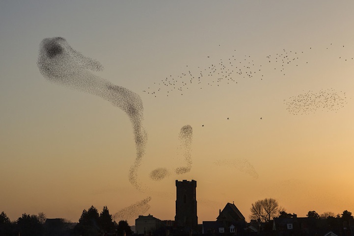 Starlings over Carmarthen, South-west Wales