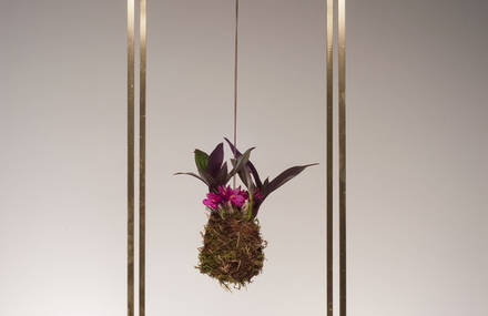 Plant Bondage by Light + Ladder