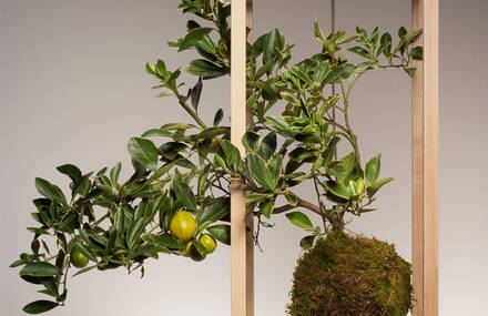 Plant Bondage by Light + Ladder