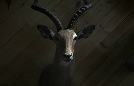 Ravenna Woods – Border Animals