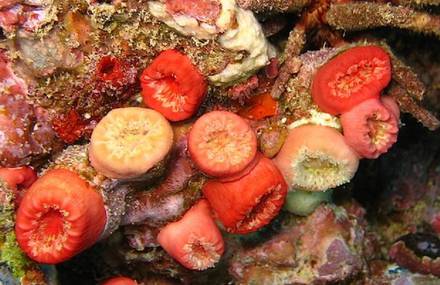 Balanopsammia Wirtzi is The Newly Recognized Coral Species Of The Year