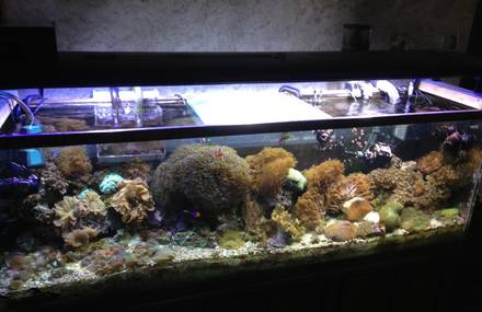 Third Graders learn to manage their own reef tanks