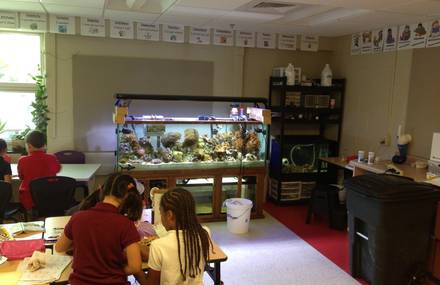 Third Graders learn to manage their own reef tanks