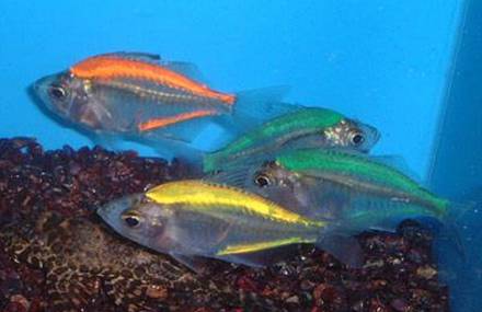 Artificial Coloured or Painted Fish