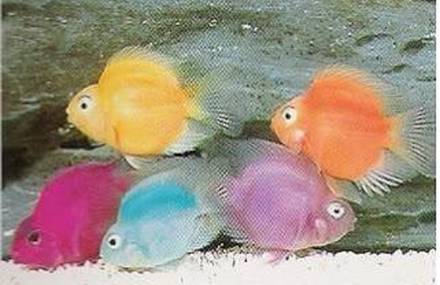Artificial Coloured or Painted Fish
