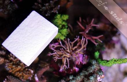 Reef Suds