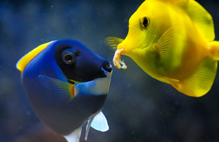 Photographing Your Reef Tank