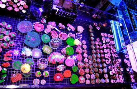 Reef-A-Palooza Annual Event