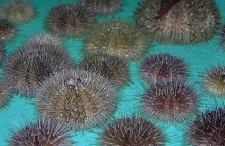 Acidic Oceans