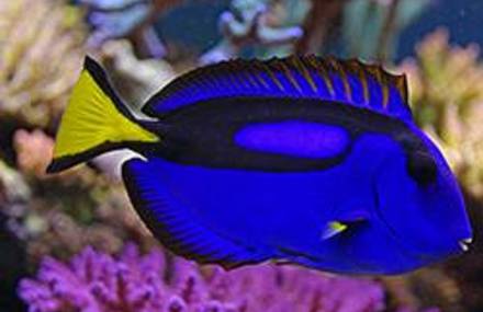 Ripley’s Aquarium of Canada