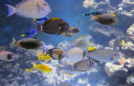 Bill Wann has the largest fish tank in North America