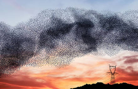 A Ballet Performed by Birds