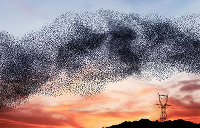 A Ballet Performed by Birds
