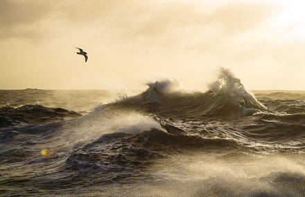 Antarctic Wildlife by Justin Hofman