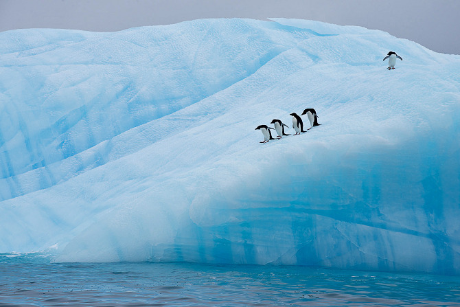 Antarctic Wildlife by Justin Hofman -2