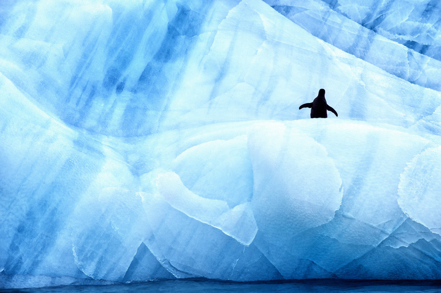 Antarctic Wildlife by Justin Hofman -3
