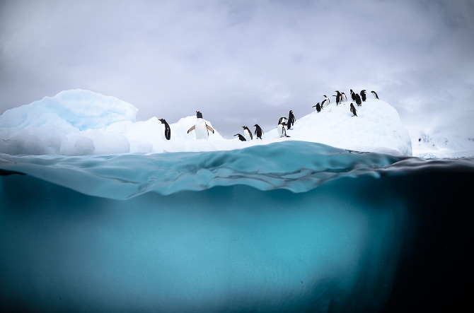 Antarctic Wildlife by Justin Hofman -4