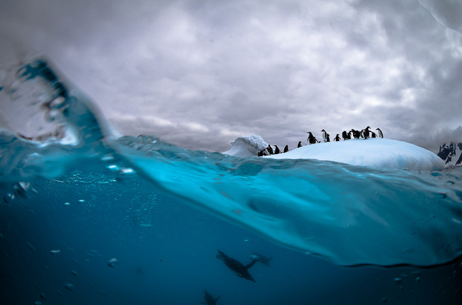 Antarctic Wildlife by Justin Hofman -5