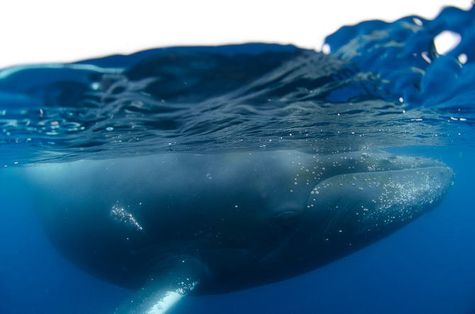 Antarctic Wildlife by Justin Hofman -6