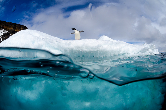 Antarctic Wildlife by Justin Hofman -9