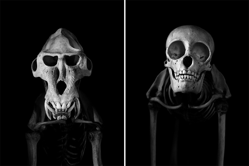 Exploration of Skeletons by Patrick Gries1