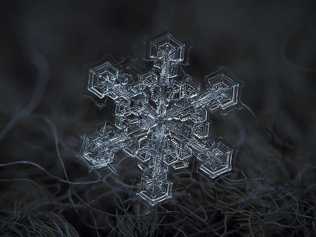 Macro Snowflake-19