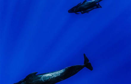 Models Underwater Shoot with Whales