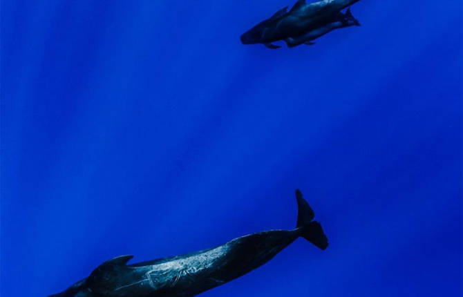 Models Underwater Shoot with Whales