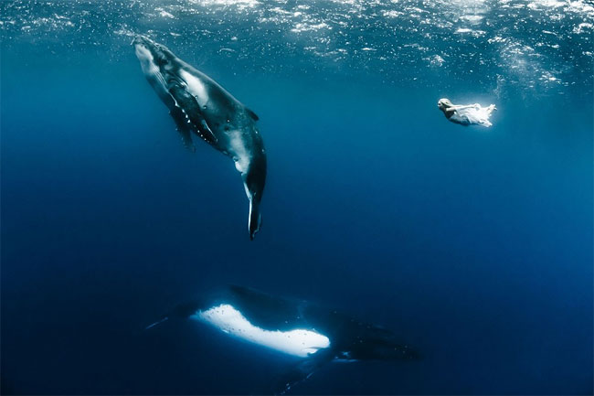 Models Underwater shoot with Whales4