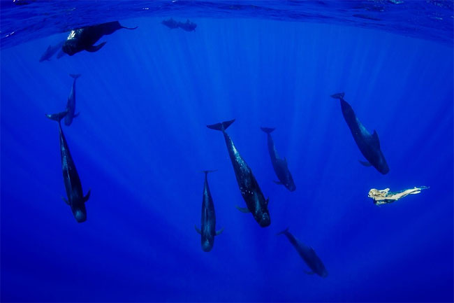 Models Underwater shoot with Whales7