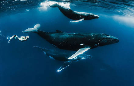 Models Underwater Shoot with Whales