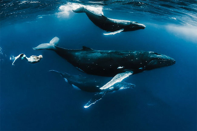 Models Underwater shoot with Whales9