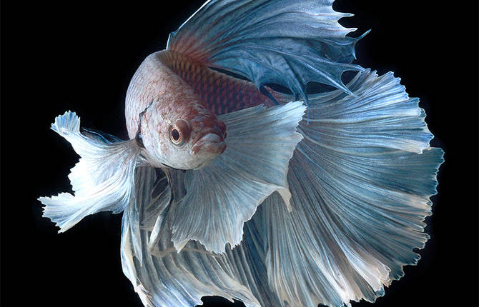 Stunning Portraits of Fish