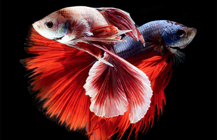Stunning Portraits of Fish