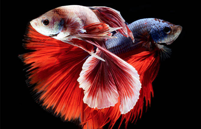 Stunning Portraits of Fish