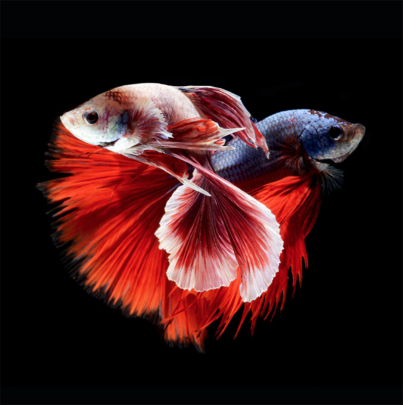 Stunning Portraits of Fish-2