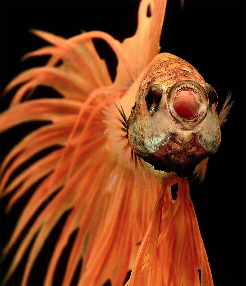 Stunning Portraits of Fish-5