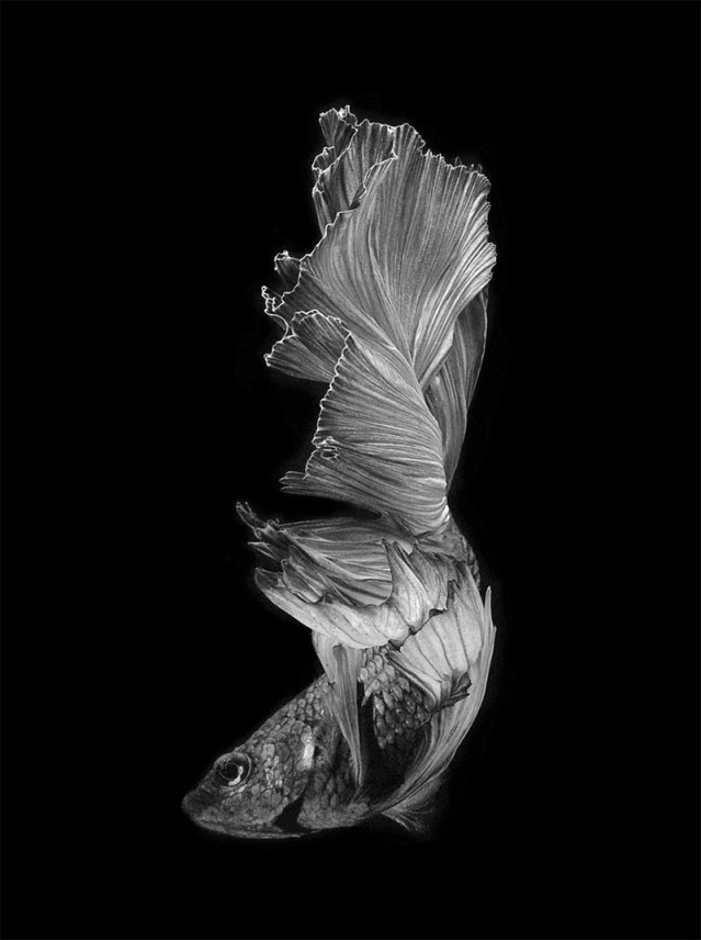 Stunning Portraits of Fish – Fubiz Media