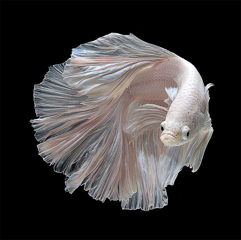 Stunning Portraits of Fish-7