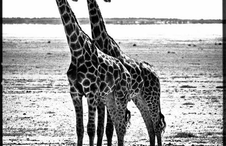 Black and white Africa by Laurent Baheux