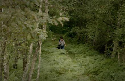 Dans Les Bois