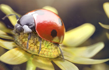 Ladybug Journey – Le voyage de la coccinelle
