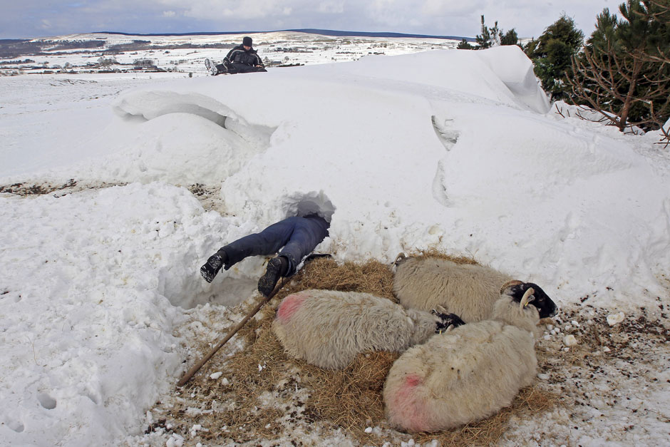Donald O'Reilly searches for sheep or lambs trapped in a snow drift near weakened animals that had just been rescued, in the Aughafatten area of County Antrim