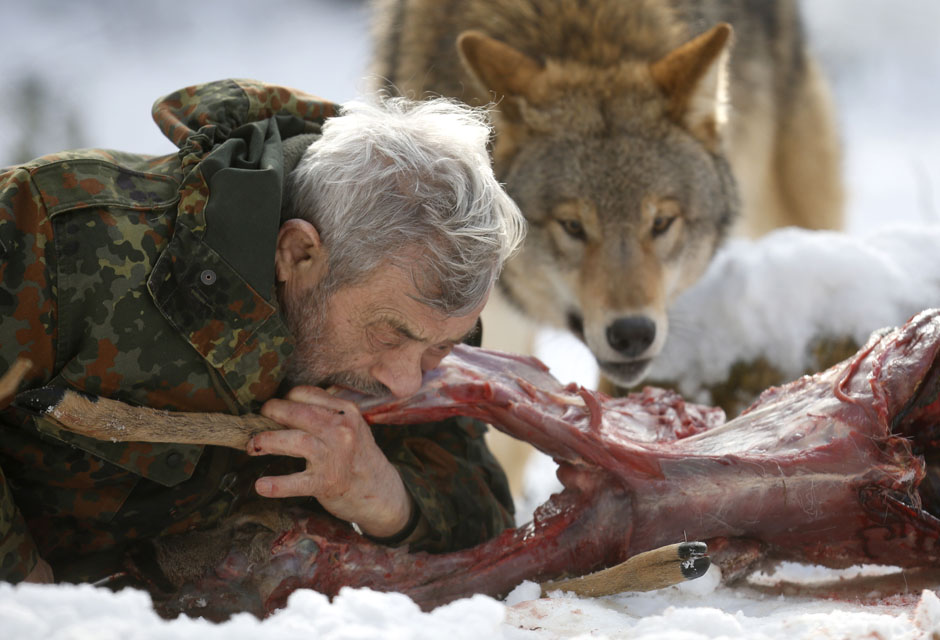 Wolf researcher Freund bites into deer cadaver next to Mongolian wolf at Wolfspark Werner Freund in Merzig