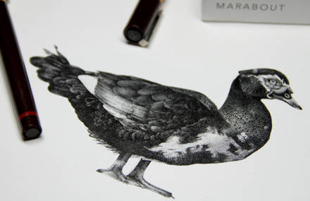 Coq Rico Illustrations