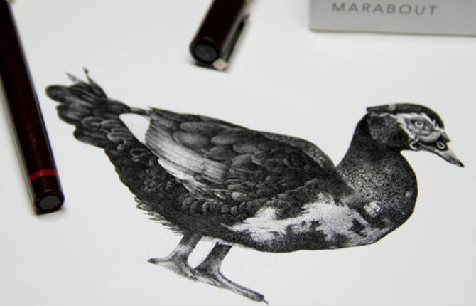 Coq Rico Illustrations