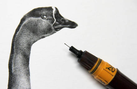Coq Rico Illustrations